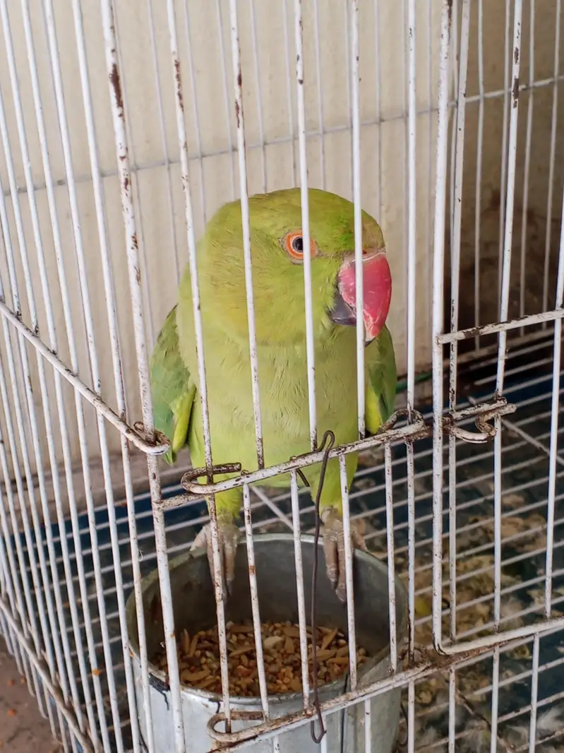 katha parrot female — photo 2