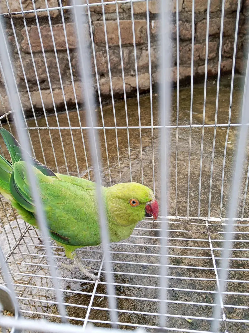 katha parrot female — photo 3