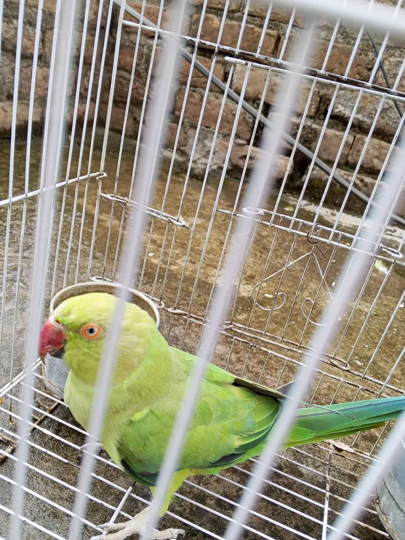 katha parrot female — photo 4
