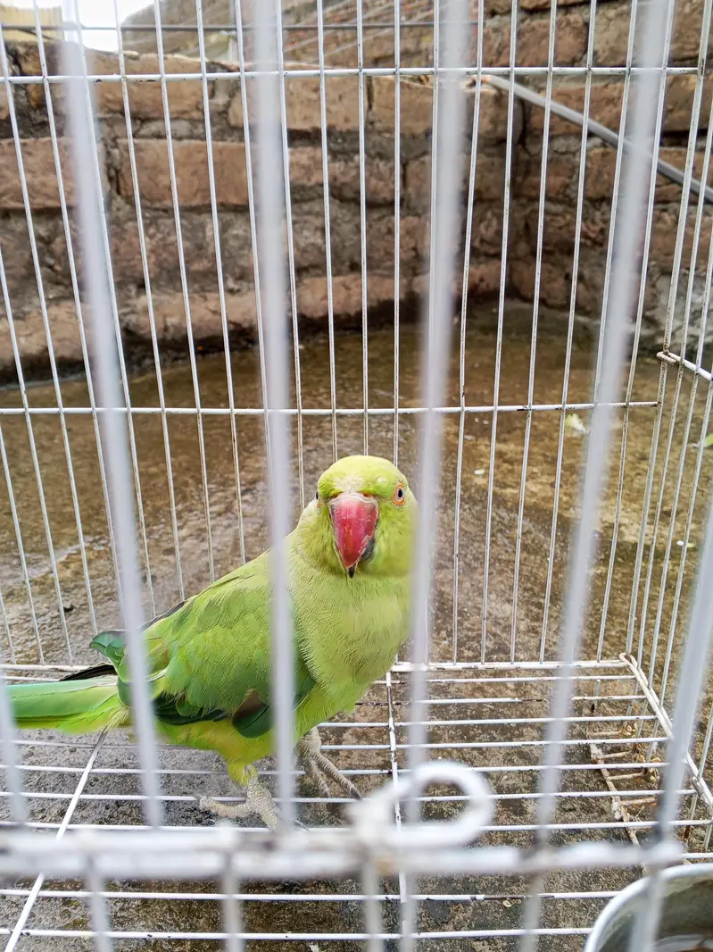 katha parrot female — photo 5