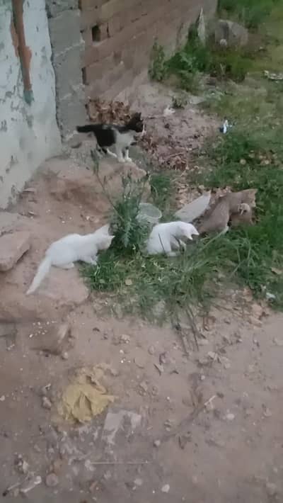 cat and little 3 kids for sale