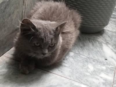 Two cats
