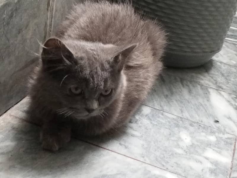 Two cats 0