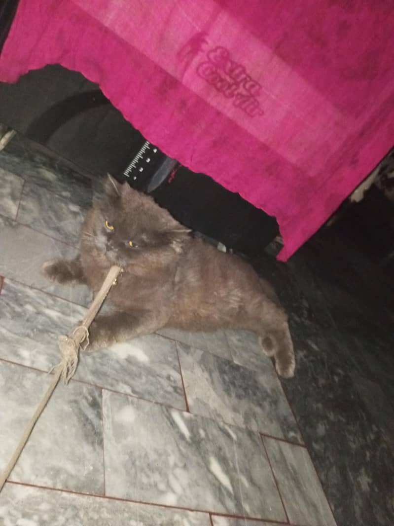 Two cats 1
