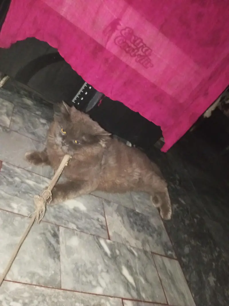 Two cats — photo 2