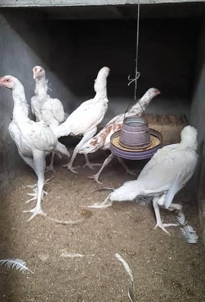 quality aseel birds