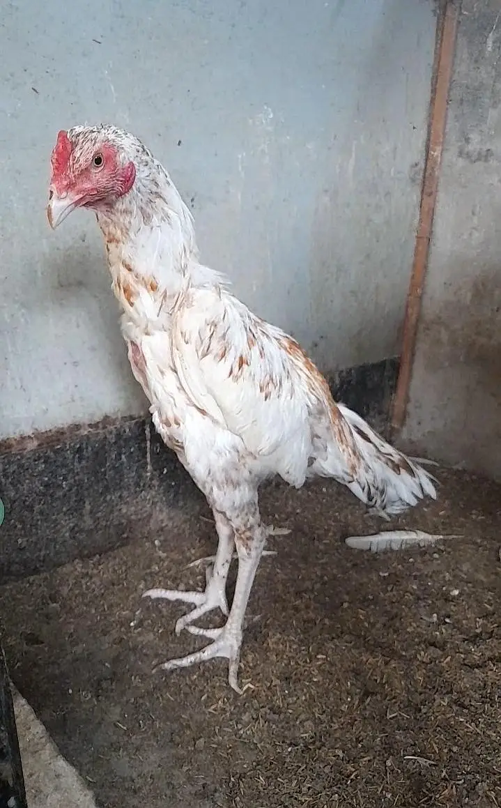 quality aseel birds — photo 2