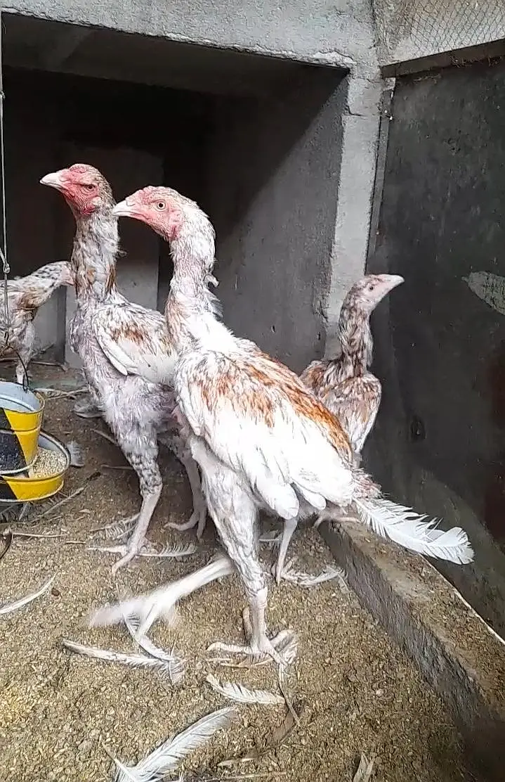 quality aseel birds — photo 3