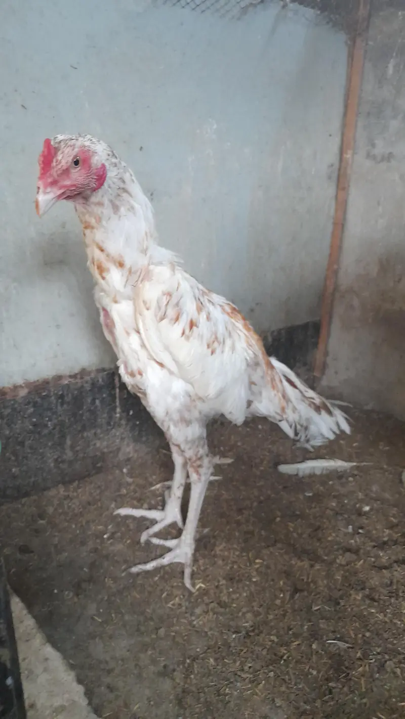 quality aseel birds — photo 4