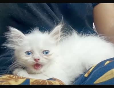 Punch and extreme punch face blue triple coated kittens available
