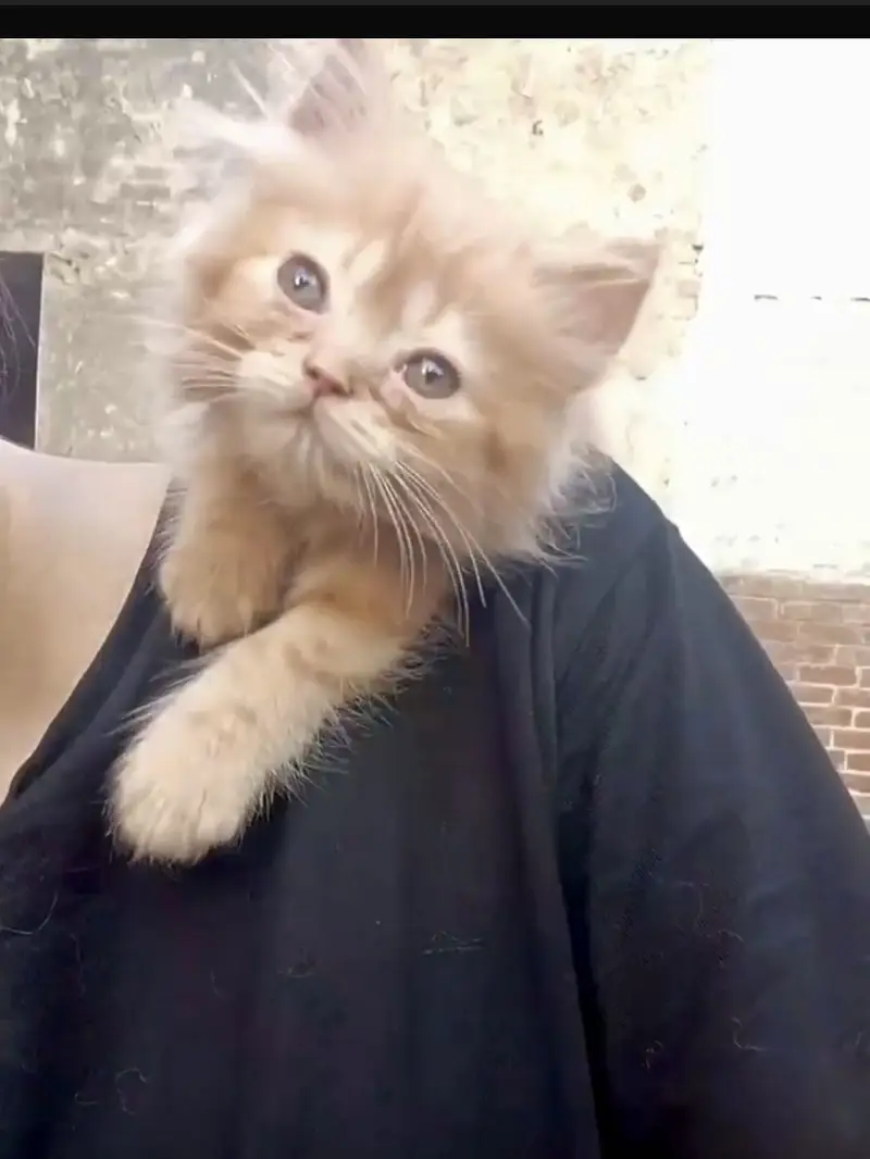 Punch and extreme punch face blue triple coated kittens available — photo 2