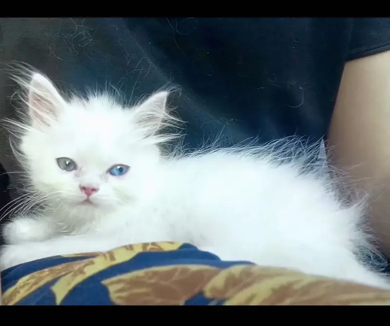 Punch and extreme punch face blue triple coated kittens available — photo 4