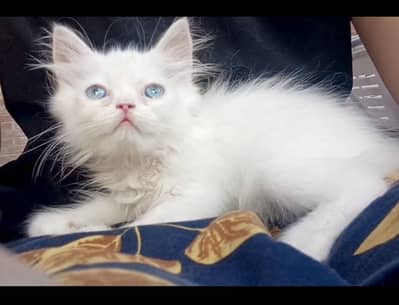 Punch and extreme punch face blue triple coated kittens available