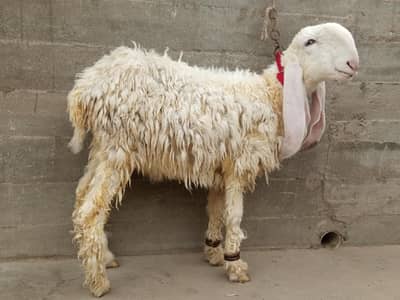 Pure Larkana Dumba ( D Face )
