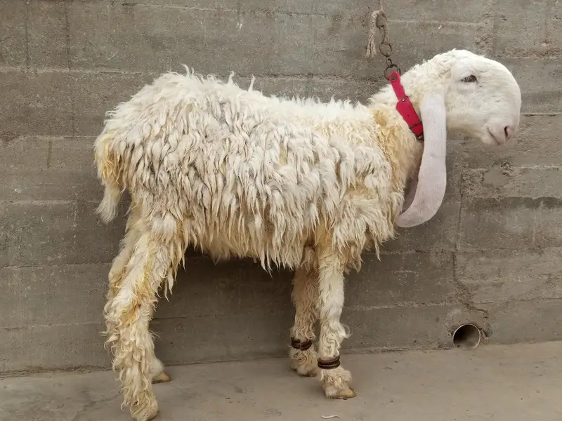 Pure Larkana Dumba ( D Face ) — photo 3