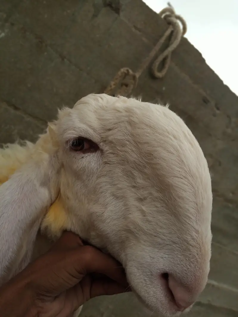 Pure Larkana Dumba ( D Face ) — photo 5