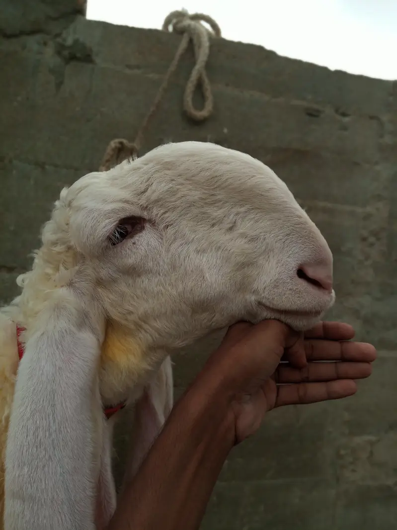 Pure Larkana Dumba ( D Face ) — photo 6