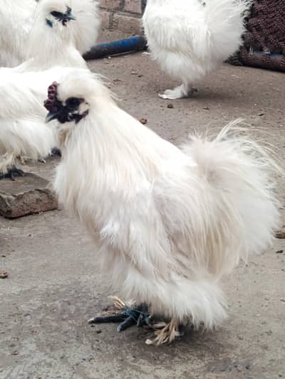 silky hen chicks available