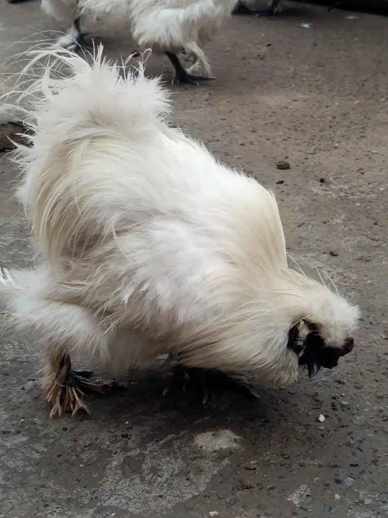 silky hen chicks available — photo 2