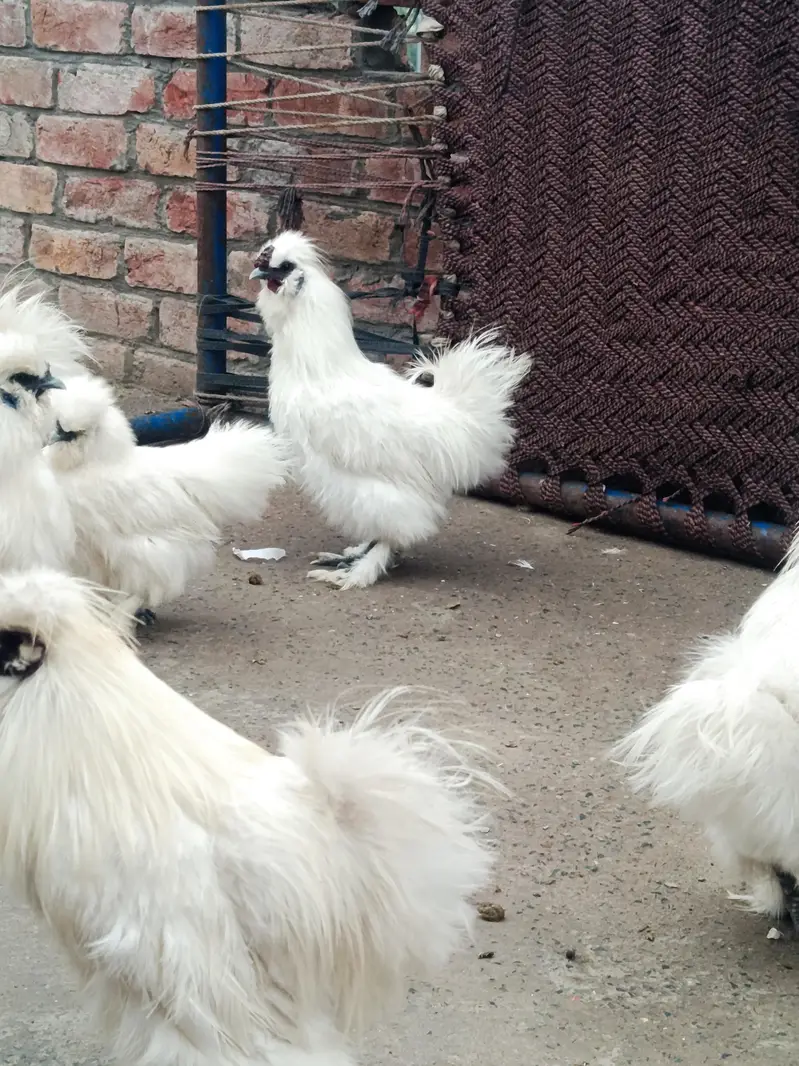 silky hen chicks available — photo 3