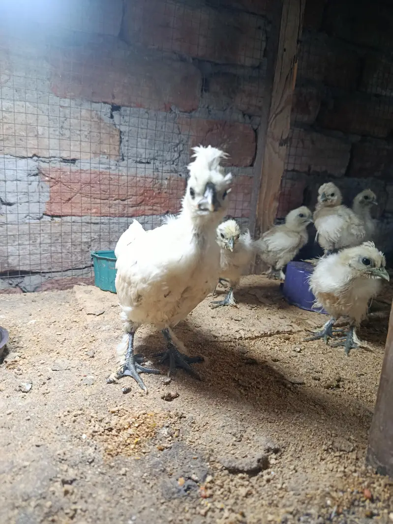 silky hen chicks available — photo 5