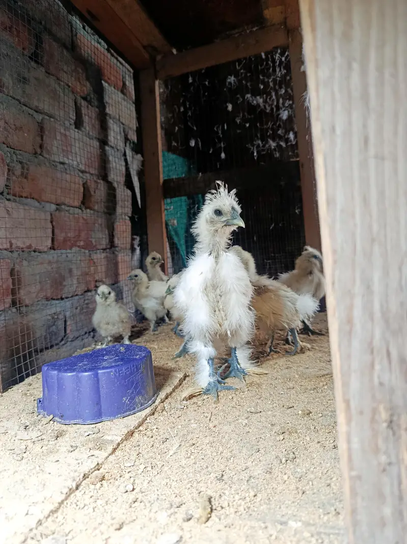 silky hen chicks available — photo 6