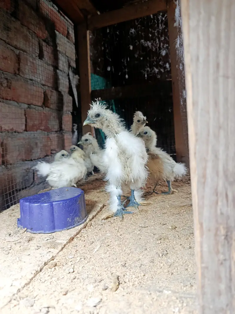 silky hen chicks available — photo 7
