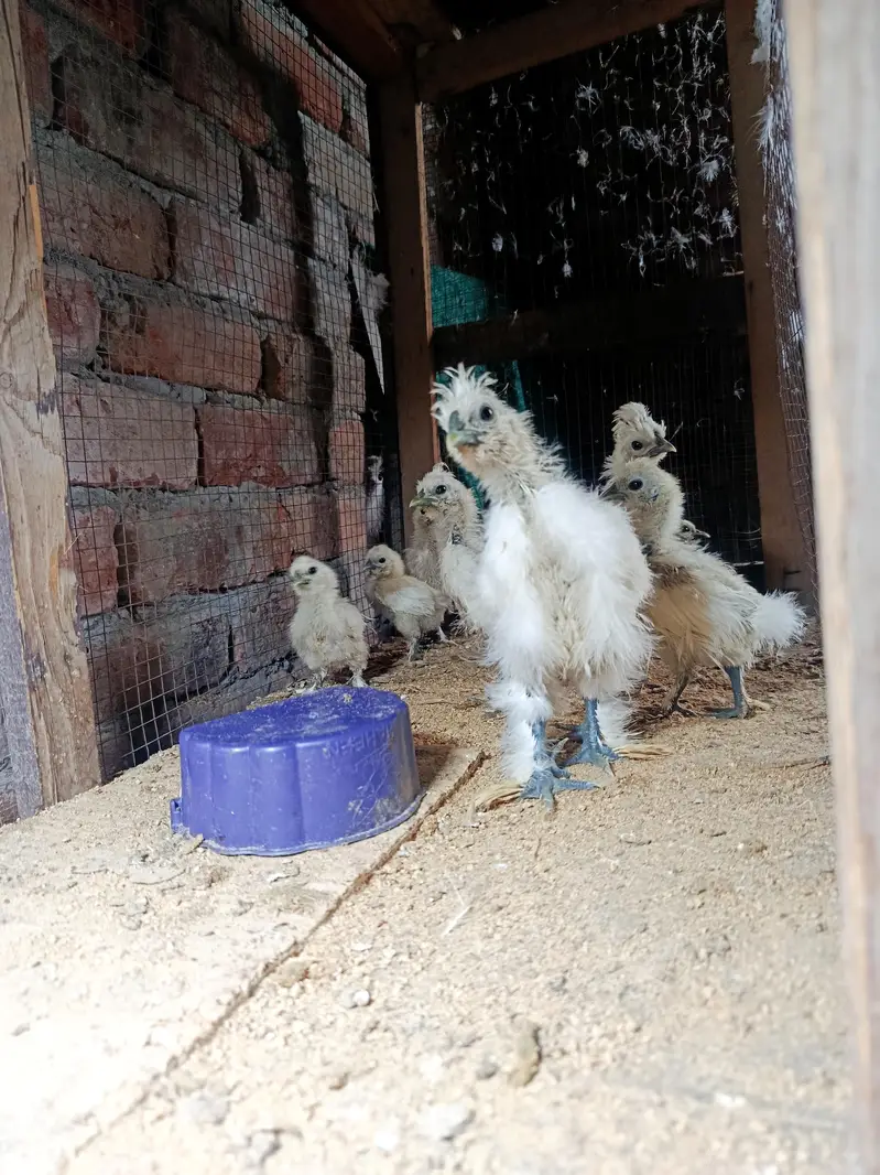 silky hen chicks available — photo 8