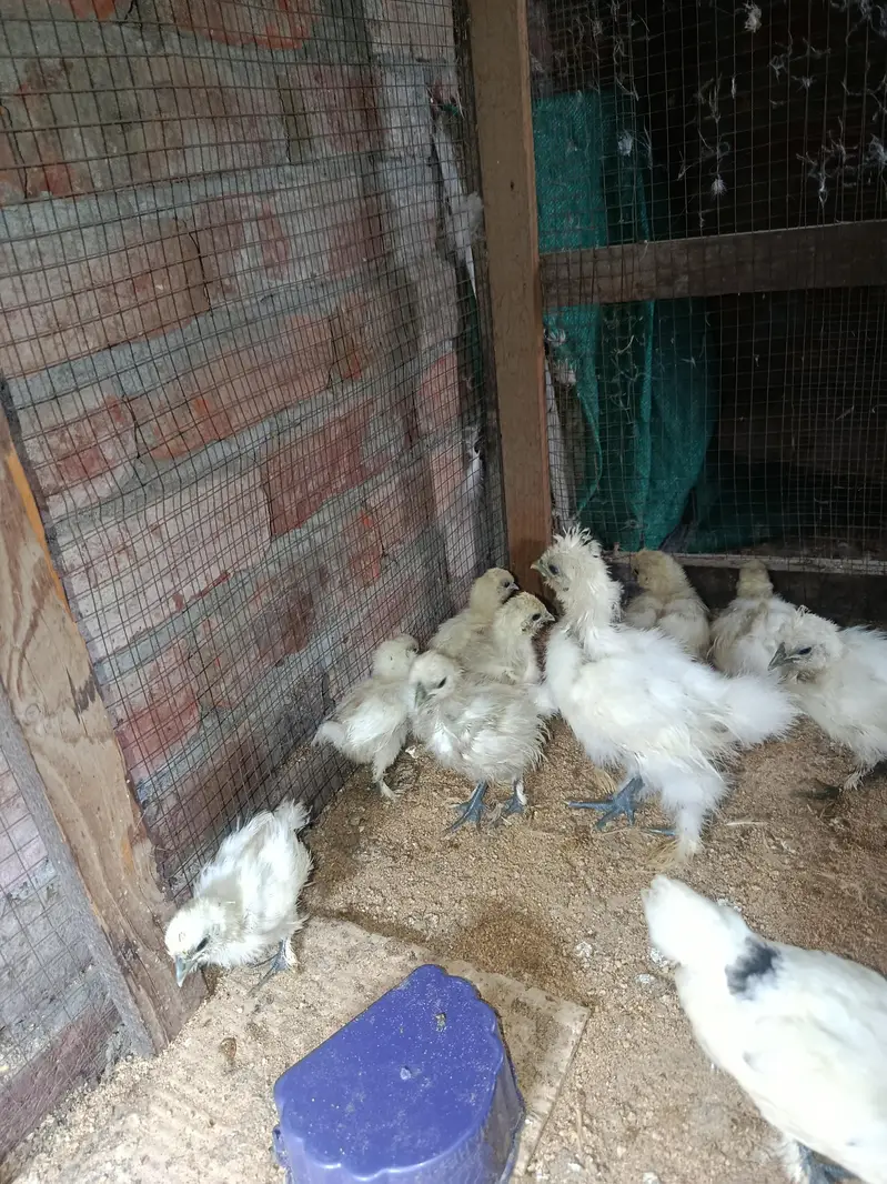 silky hen chicks available — photo 9