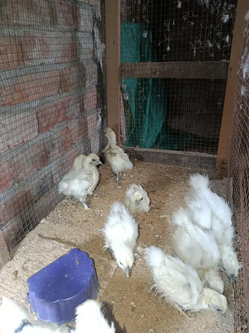 silky hen chicks available — photo 10
