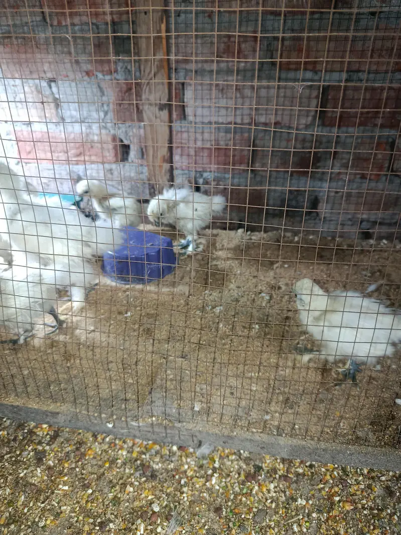silky hen chicks available — photo 11