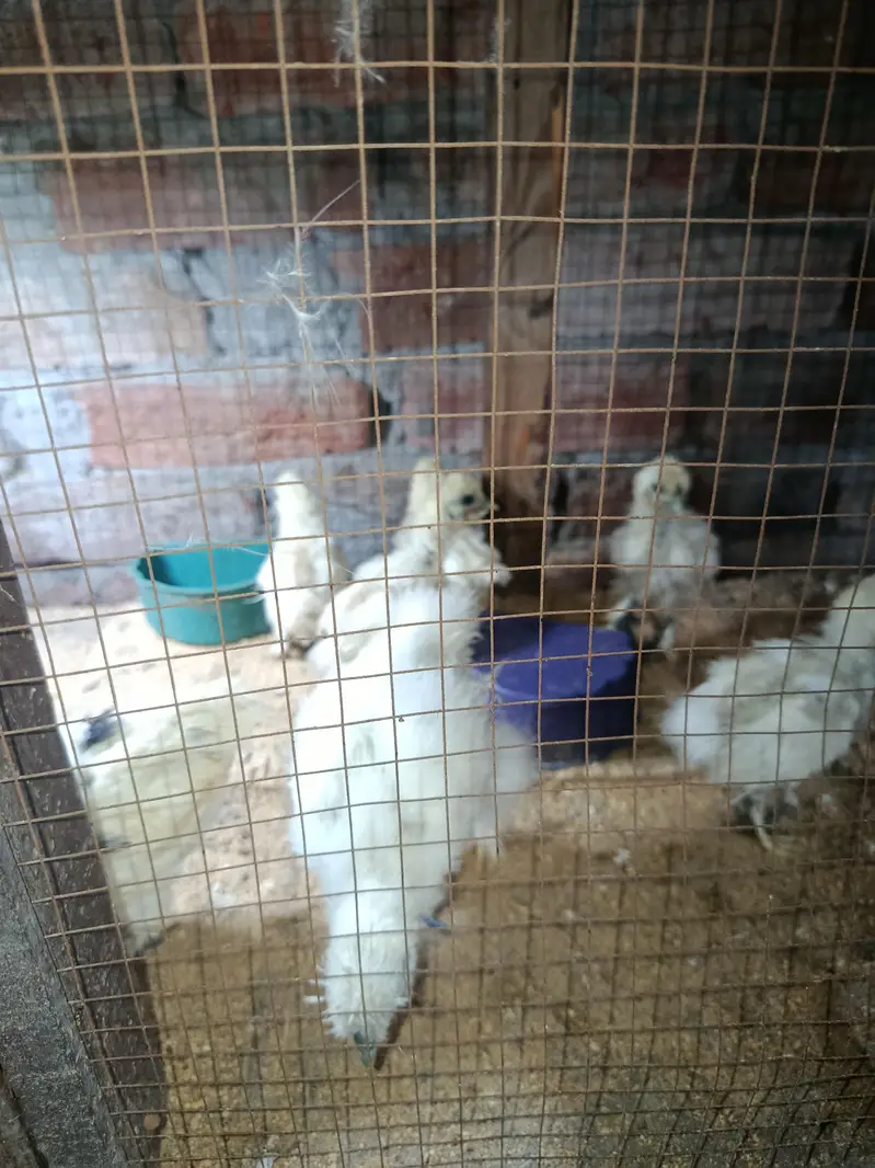 silky hen chicks available — photo 12
