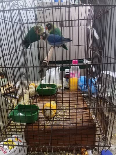 Lovebirds 1 pair and 1 single totally 3 birthday