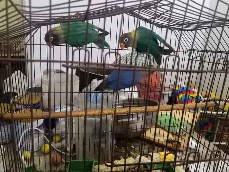 Lovebirds 1 pair and 1 single totally 3 birthday — photo 2