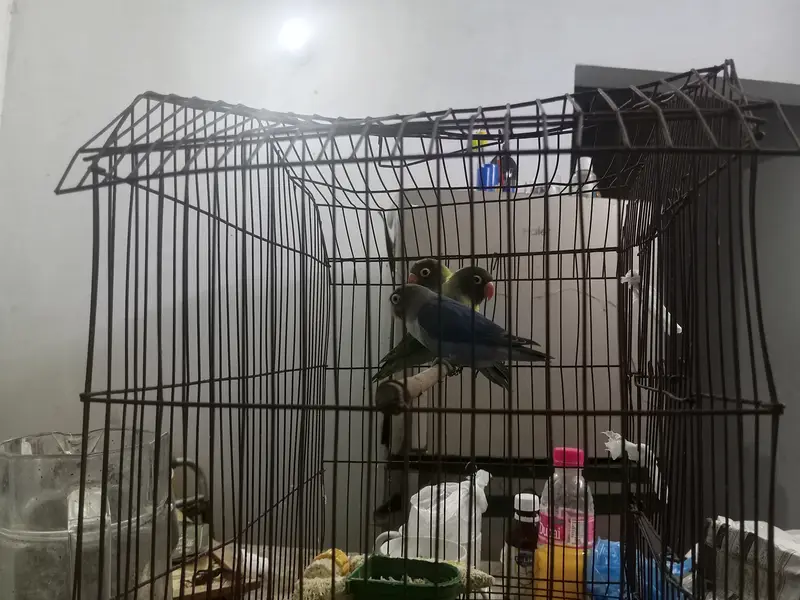 Lovebirds 1 pair and 1 single totally 3 birthday — photo 3