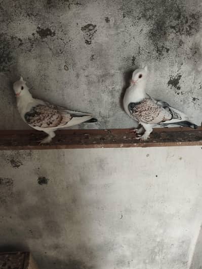santinent pair for sale