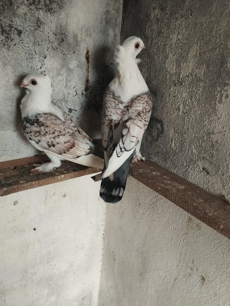 santinent pair for sale — photo 2