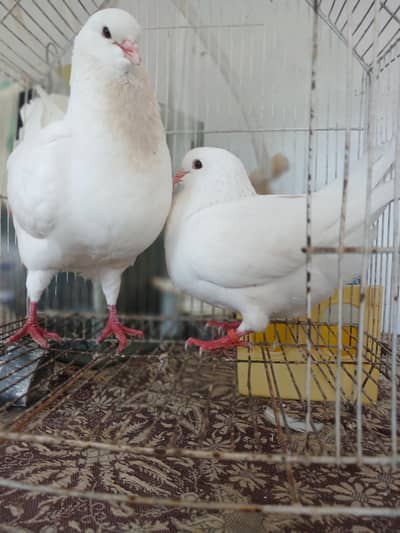 KING BREEDER PAIR WID 2 CHIKS