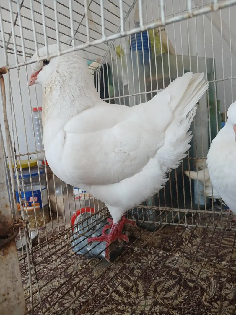 KING BREEDER PAIR WID 2 CHIKS — photo 2