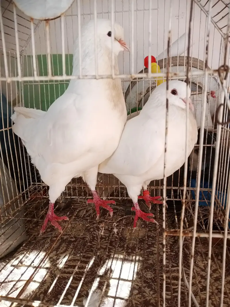 KING BREEDER PAIR WID 2 CHIKS — photo 3