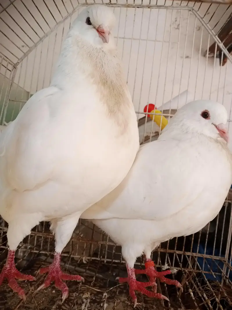 KING BREEDER PAIR WID 2 CHIKS — photo 4