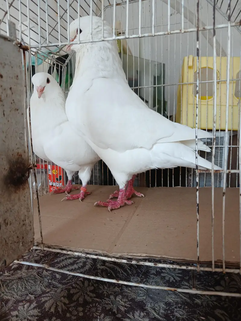 KING BREEDER PAIR WID 2 CHIKS — photo 5