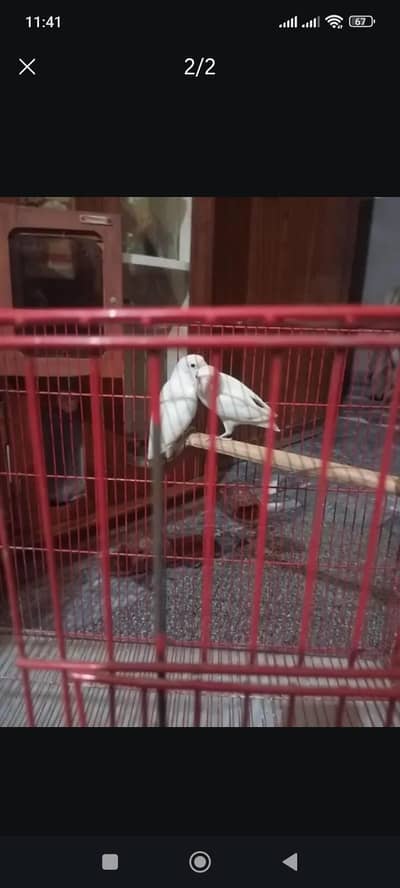 albino love bird pair