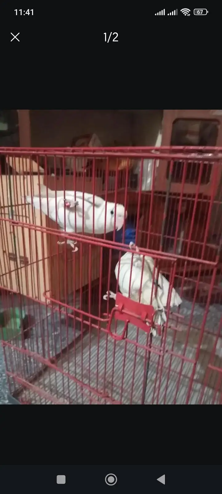 albino love bird pair — photo 2