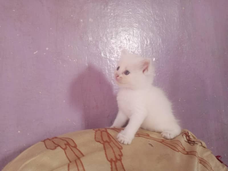 Kittens pair 0
