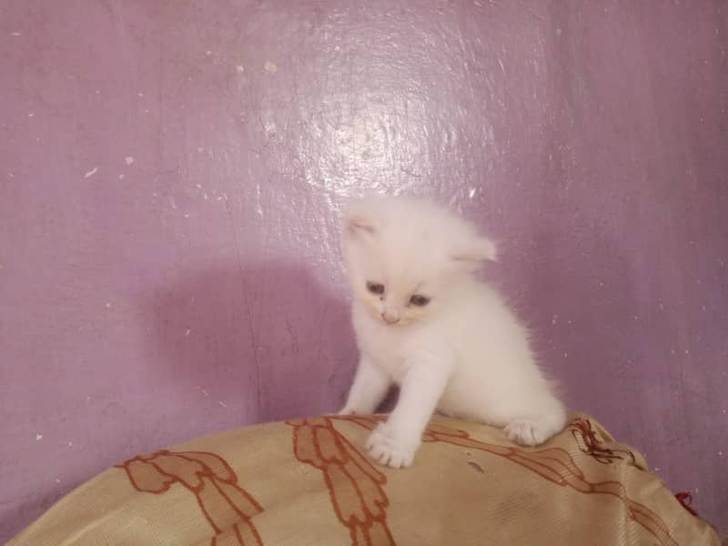 Kittens pair 1