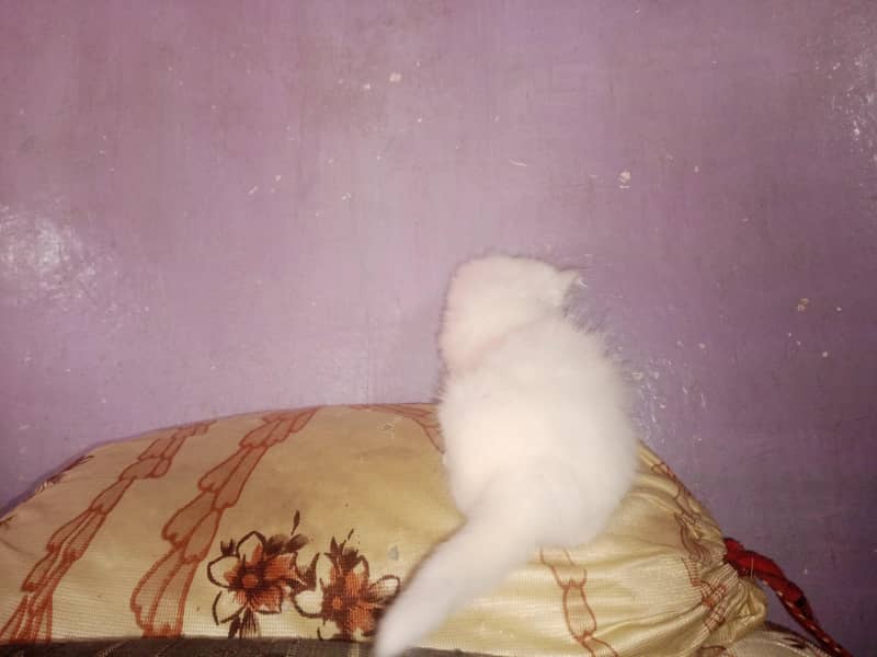 Kittens pair 2