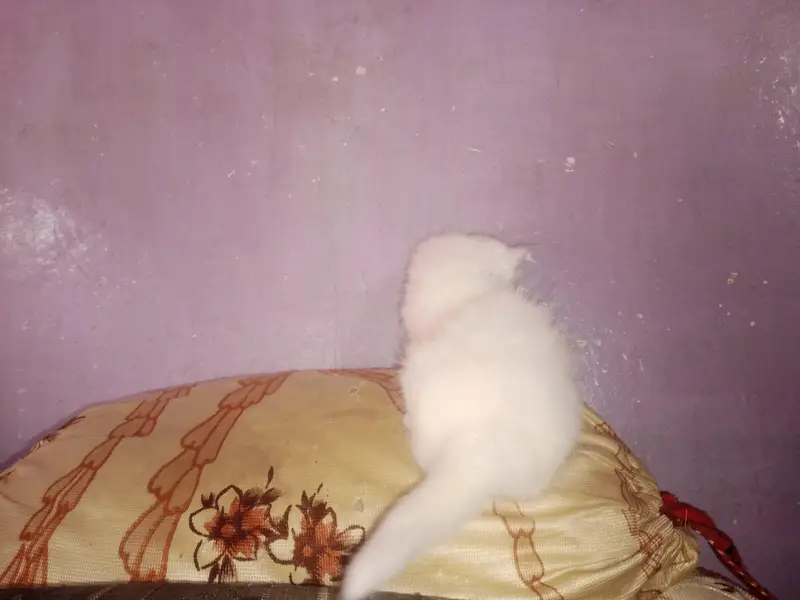 Kittens pair — photo 3