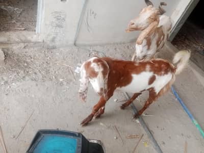 Masha Allah healthy Bakra for sale