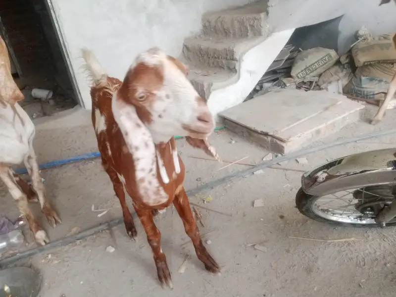Masha Allah healthy Bakra for sale — photo 2